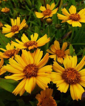 Coreopsis lancéolée Goldtaler - Fleurs vivaces - COREOPSIS LANCEOLATA GOLDTALER