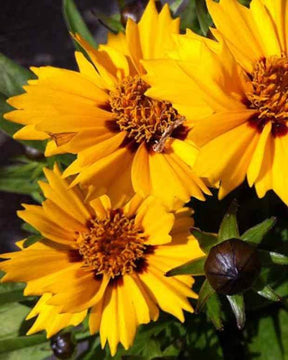 Coreopsis lancéolée Rotkehlchen - Fleurs vivaces - COREOPSIS LANCEOLATA ROTKEHLCHEN