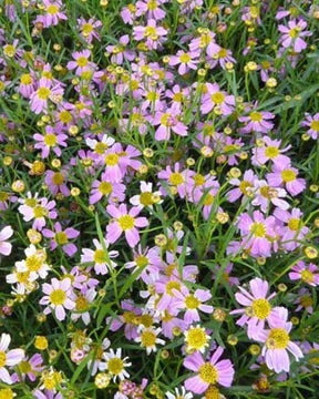 Coreopsis rose American Dream - Fleurs vivaces - Coreopsis rosea American Dream