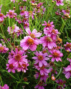 Coréopsis Heavens Gate - Fleurs vivaces - Coreopsis rosea Heavens Gate