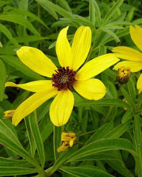 Grand coréopsis - Fleurs vivaces - COREOPSIS TRIPTERIS