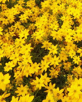 Coreopsis verticillé Grandiflora - Fleurs vivaces - COREOPSIS VERTICILLATA GRANDIFLORA