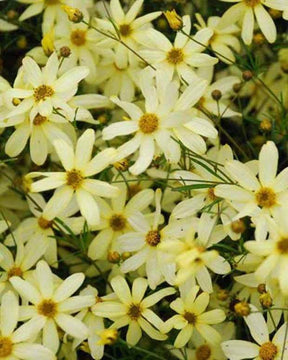 Coreopsis verticillé Moonbeam - Fleurs vivaces - Coreopsis verticillata Moonbeam