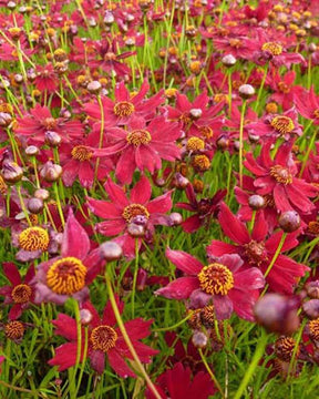 Coréopsis verticillé Ruby Red - Fleurs vivaces - Coreopsis verticillata Ruby Red