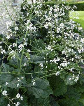 Chou nuage blanc - jardins - CRAMBE CORDIFOLIA