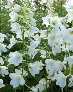 Delphinium Casa Blanca - Fleurs vivaces - Delphinium ( Belladonna Group ) Casa Blanca