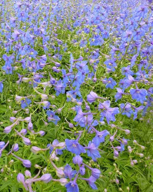 Delphinium Piccolo - Fleurs vivaces - Delphinium ( Belladonna Group ) Piccolo