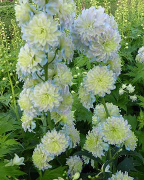 Delphinium Moon Light - Fleurs vivaces - Delphinium Moon Light