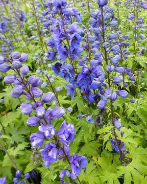 3 Delphiniums Blue Jay - Fleurs vivaces - Delphinium ( Pacific Giant Group ) Blue Jay