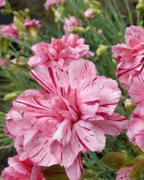 3 Oeilletss mignardise Helen - jardins - Dianthus x allwoodii Helen