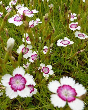 Oeillet à delta Arctic Fire - jardins - Dianthus deltoides Arctic Fire