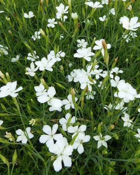 Oeillet à delta Albiflorus - jardins - Dianthus deltoides Albiflorus