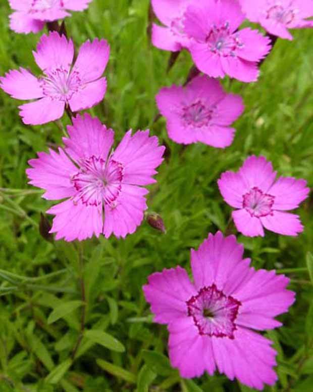 Oeillet à delta Rosea - jardins - Dianthus deltoides Rosea