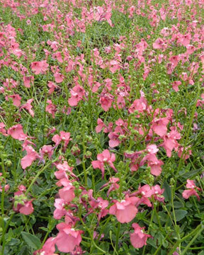 Diascie rose vif - Diascie - DIASCIA FETCANIENSIS