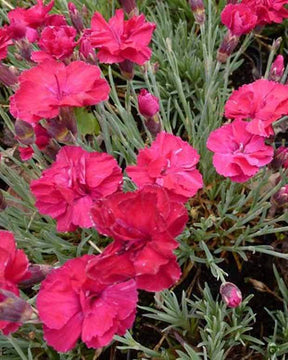 Oeillet de la Pentecôte Bombardier - jardins - Dianthus gratianopolitanus Bombardier