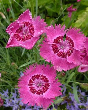 Oeillet de la Pentecôte - jardins - Dianthus gratianopolitanus