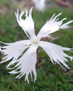 3 Oeillets Berlin Snow - jardins - Dianthus Berlin Snow