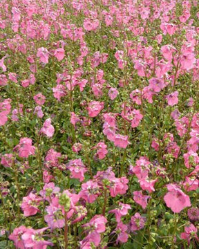 Diascie Ruby Field - Diascie - Diascia Ruby Field