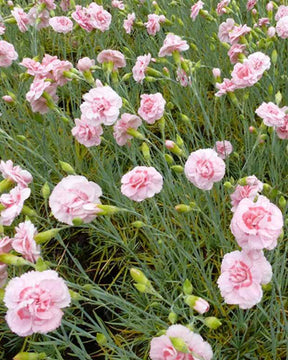 3 Oeillets mignardise Doris - jardins - DIANTHUS PLUMARIUS DORIS