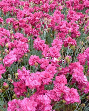 3 Oeillets mignardise Heidi - jardins - DIANTHUS PLUMARIUS HEIDI