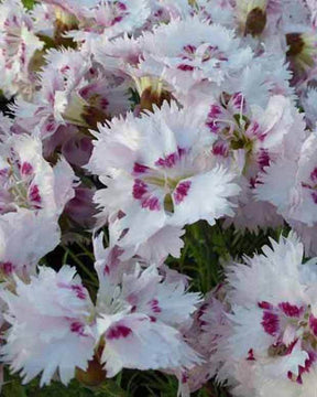 Oeillet mignardise Ine - jardins - DIANTHUS PLUMARIUS INE