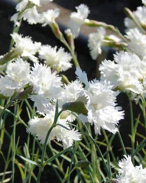 Oeillet mignardise Mrs Sinkins - jardins - DIANTHUS PLUMARIUS MRS SINKINS