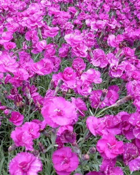 Oeillet mignardise Welwyn - jardins - Dianthus ( Plumarius Group ) Welwyn