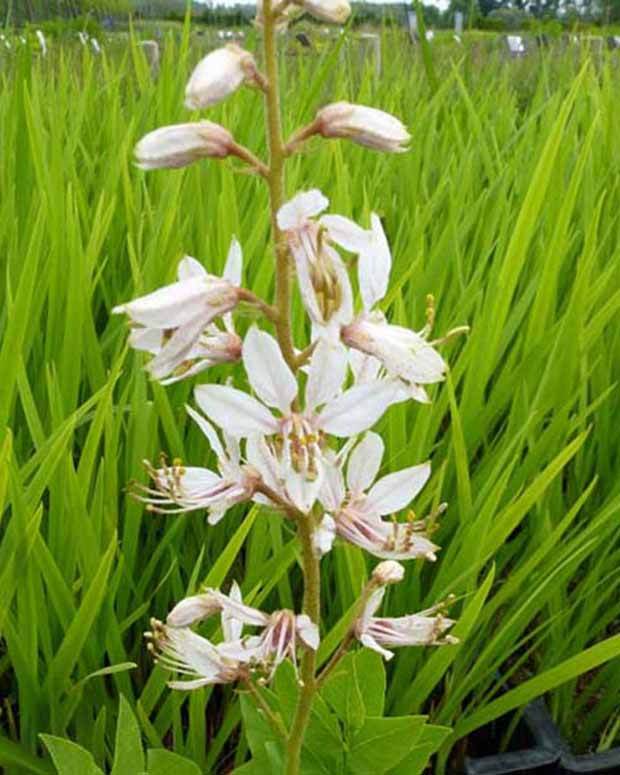 Fraxinelle Herbe aux éclairs Albiflorus - jardins - Dictamnus albus Albiflorus