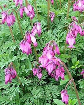 Coeur de Marie Stuart Boothman - jardins - DICENTRA EXIMIA STUART BOOTHMAN