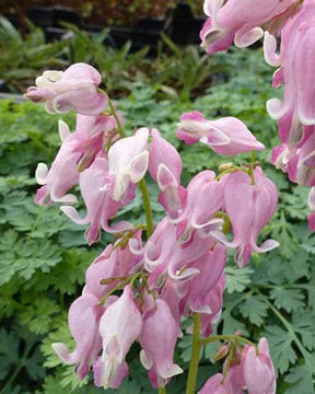 Cœur de Marie nain King of Hearts - jardins - Dicentra King of Hearts