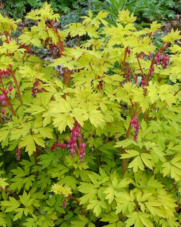 Cœur de Marie Gold Heart - jardins - Dicentra spectabilis Gold Heart