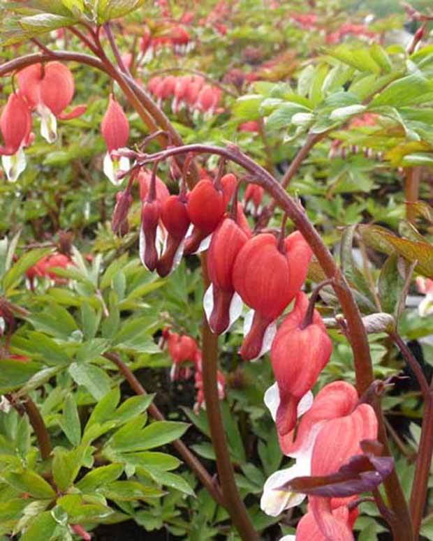 Cœur de Marie Valentine - jardins - Dicentra spectabilis Hordival VALENTINE