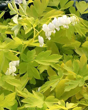 Cœur de Marie White Gold - jardins - Lamprocapnos spectabilis White Gold