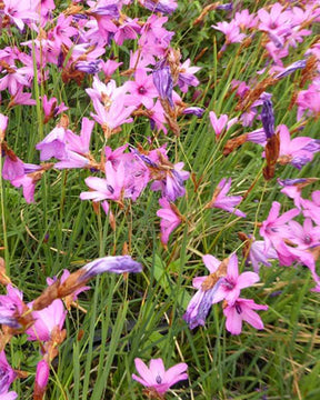 Canne à pêche des anges - Fleurs vivaces - DIERAMA TRICHORHIZUM