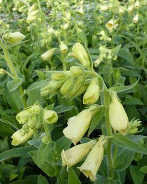 Digitale à grandes fleurs Carillon - Fleurs vivaces - DIGITALIS GRANDIFLORA CARILLON