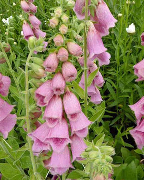 Digitale Mertonensis - Fleurs vivaces - Digitalis Mertonensis