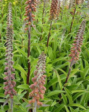 Digitale à petites fleurs - Fleurs vivaces - Digitalis parviflora