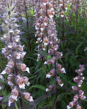 Digitale laineuse - Fleurs vivaces - Digitalis lanata