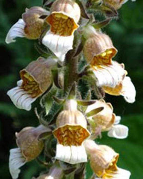 Digitale laineuse Café Crème - Fleurs vivaces - Digitalis lanata Café Crème