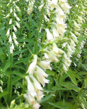 Digitale jaune - Fleurs vivaces - DIGITALIS LUTEA