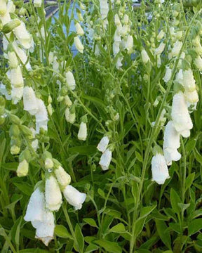 Digitale Snow Thimble - Fleurs vivaces - Digitalis purpurea Snow Thimble