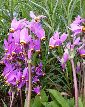 Gyroselle - Fleurs vivaces - Primula meadia