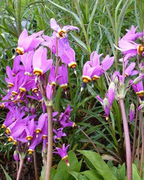 Dodecatheon meadia Queen Victoria - jardins - DODECATHEON MEADIA QUEEN VICTORIA