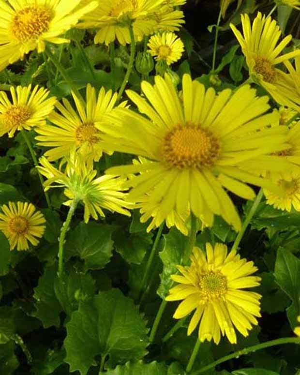 Doronic du Caucase Little Leo - Fleurs vivaces - DORONICUM ORIENTALE LITTLE LEO