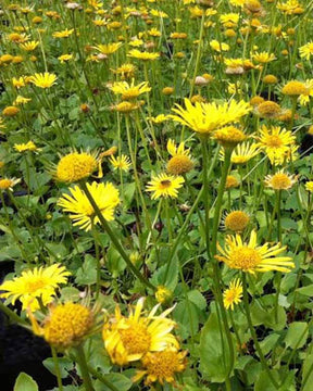 Doronic du Caucase Magnificum - Fleurs vivaces - DORONICUM ORIENTALE MAGNIFICUM