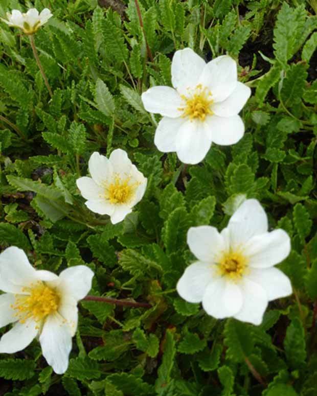 Dryade à huit pétales - jardins - Dryas octopetala