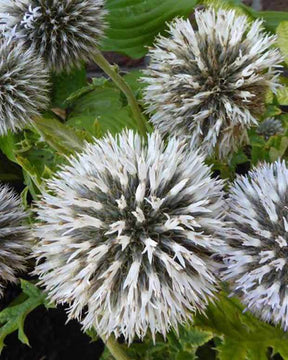 Boule azurée blanche - Chardon boule - Fleurs vivaces - ECHINOPS BANNATICUS ALBUS