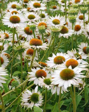 Echinacée pourpre Fragrant Angel - Fleurs vivaces - Echinacea purpurea Fragrant Angel