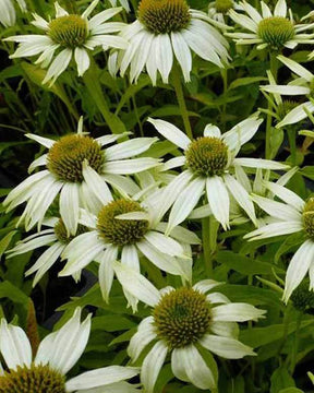 Rudbeckia pourpre Kims Mop Head - Echinacea - Fleurs vivaces - ECHINACEA PURPUREA KIMS MOP HEAD