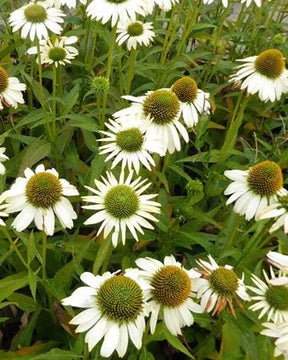 Echinacée pourpre Alaska - Fleurs vivaces - Echinacea purpurea Alaska